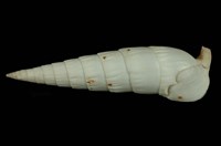 藏品(長筍蟹守螺)的圖片